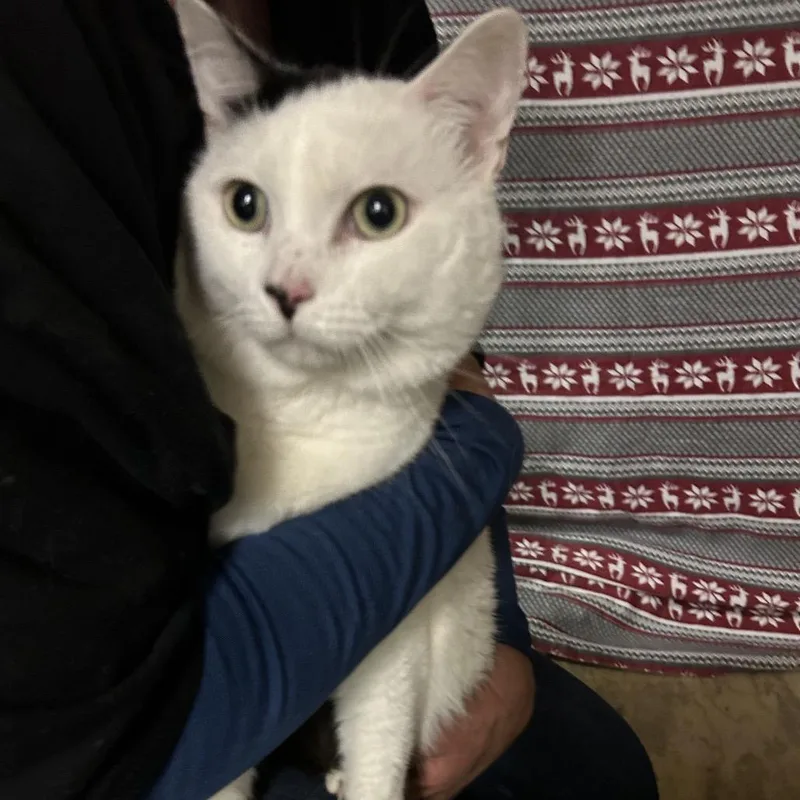 An adult small-sized male White Domestic Short Hair cat named Nebraska for adoption in Hemet, CA