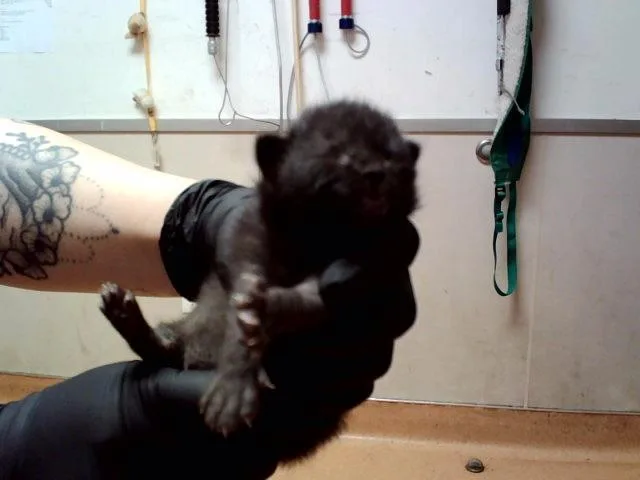 A baby small-sized female Domestic Short Hair cat named Cosmic Coffee Bean for adoption in Martinez, CA