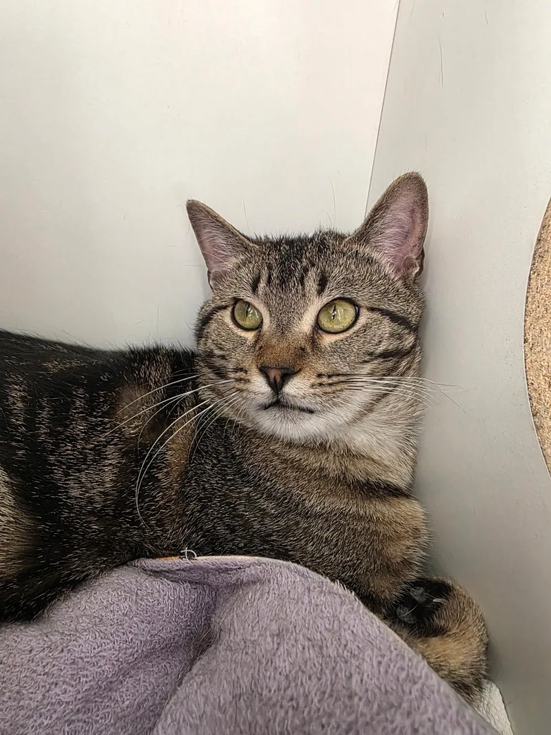 A young large-sized male Tabby (Brown / Chocolate) Domestic Short Hair cat named Brooks for adoption in Sauk City, WI