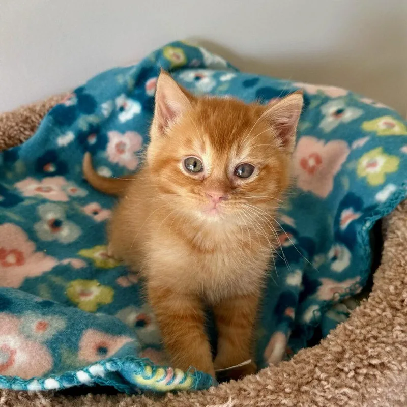 A baby medium-sized male Orange / Red Domestic Medium Hair cat named Tater Tot for adoption in Cuyahoga Falls, OH