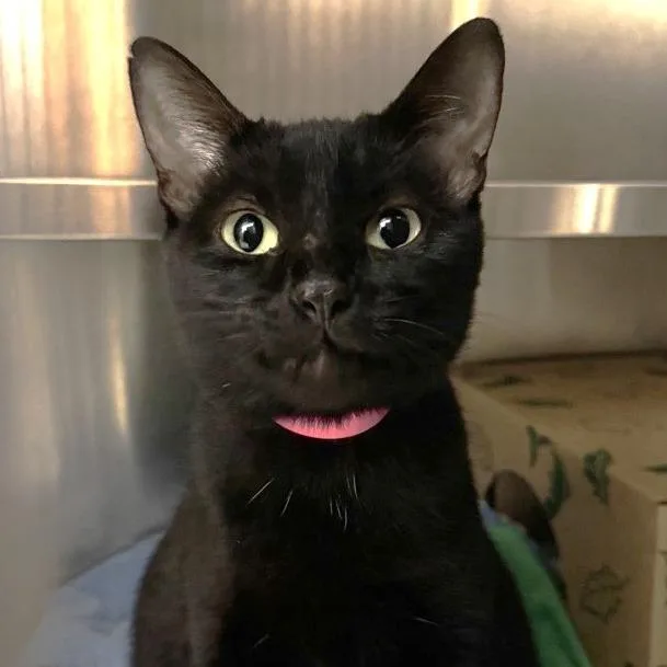 A young medium-sized female Black Domestic Short Hair cat named Biscuit for adoption in Saint Louis, MO
