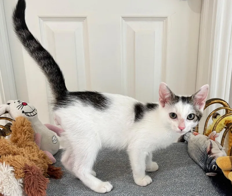 A baby small-sized male Buff & White Domestic Medium Hair cat named Little Kenobi  May for adoption in Houston, TX