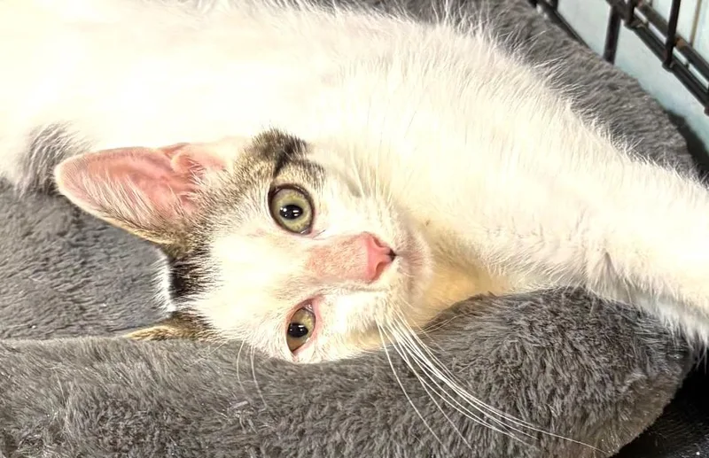 Little Kenobi  May thumbnail 2