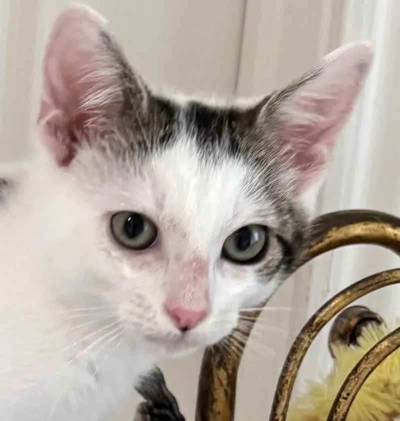 Little Kenobi  May thumbnail 3
