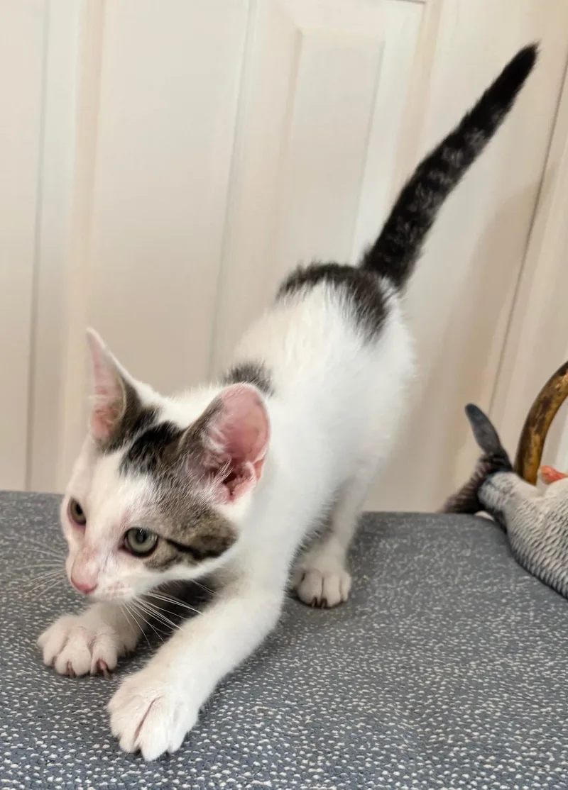 Little Kenobi  May thumbnail 4
