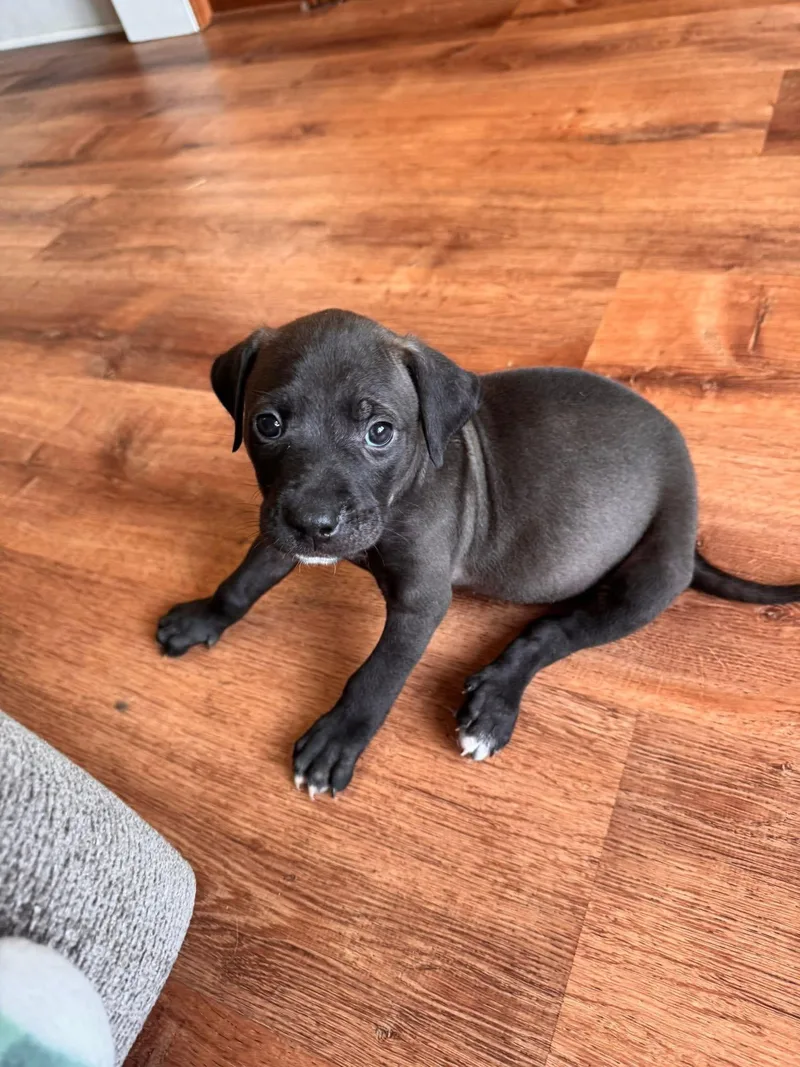 A baby medium-sized male Pit Bull Terrier dog named Revel for adoption in Germantown, OH