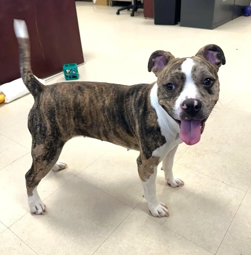 A young medium-sized female Brindle American Bully dog named Coco for adoption in Clayton, NJ