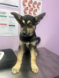 A baby small-sized male Black German Shepherd Dog dog named 61030843 for adoption in El Paso, TX