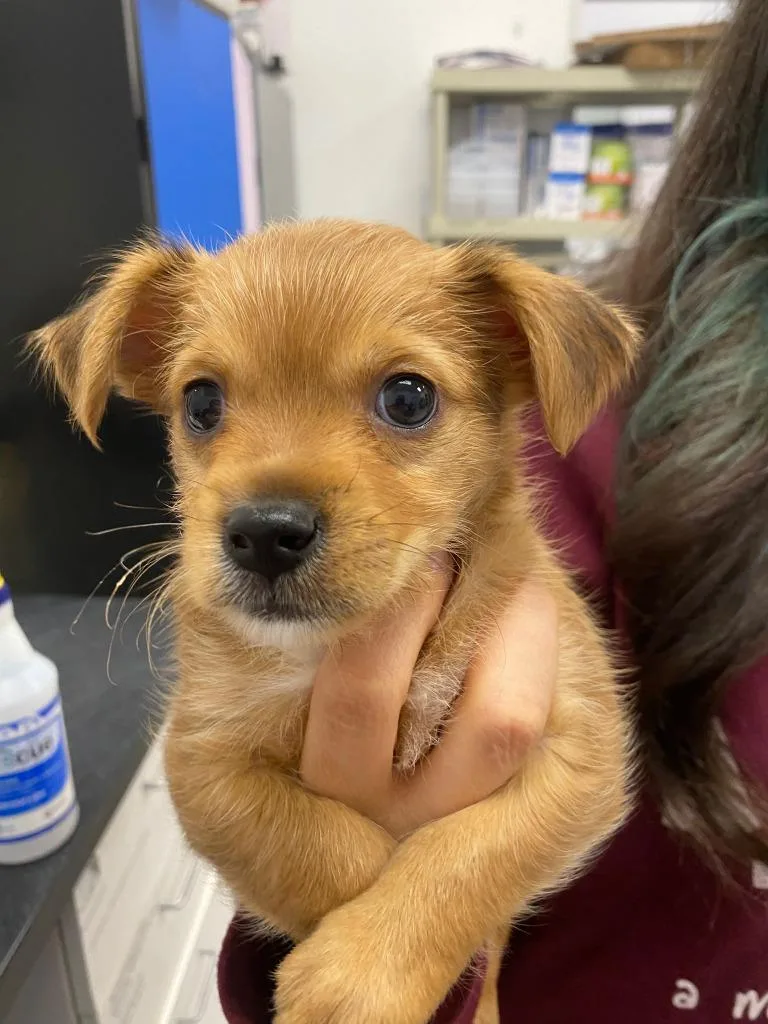 A baby small-sized male Chihuahua dog named Shaggy for adoption in Phoenix, AZ