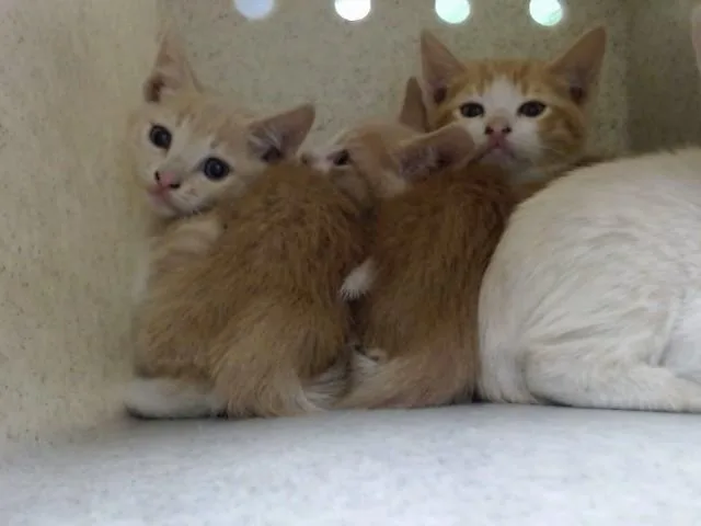 A baby small-sized male Domestic Short Hair cat named A for adoption in Moreno Valley, CA