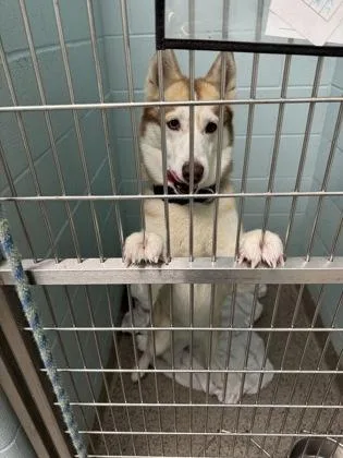 An adult large-sized female Siberian Husky dog named Ember for adoption in Fishers, IN