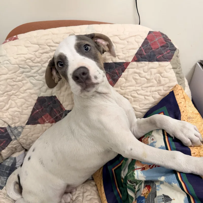 A baby medium-sized male White / Cream Mixed Breed dog named Derby for adoption in Logan, OH