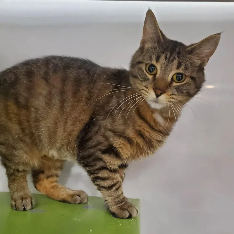 A young medium-sized female Tabby (Brown / Chocolate) Tabby cat named Blue Ivy for adoption in Wyandotte, MI