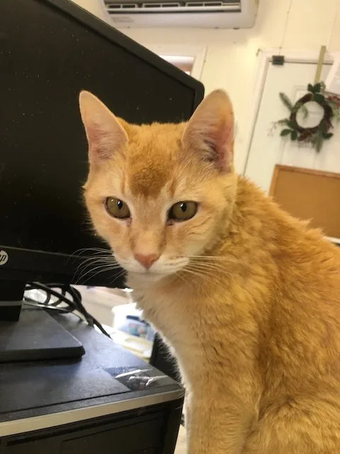 Buddy!  Kenny's Son thumbnail 3