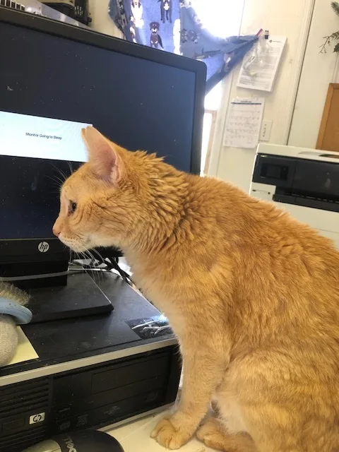 Buddy!  Kenny's Son thumbnail 4