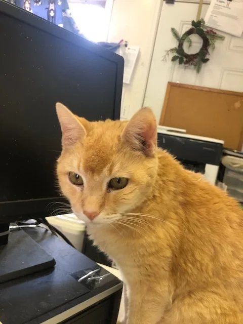 Buddy!  Kenny's Son thumbnail 5