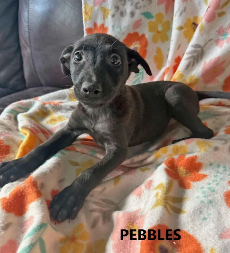 A baby medium-sized female Black German Shepherd Dog dog named Pebbles for adoption in Washington, GA