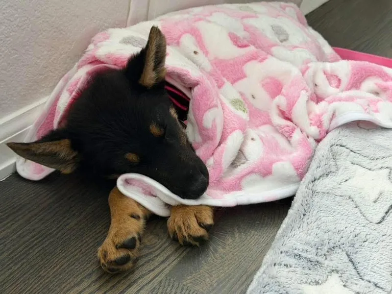 A baby small-sized female Brown / Chocolate Shepherd dog named Freya for adoption in Colorado Springs, CO