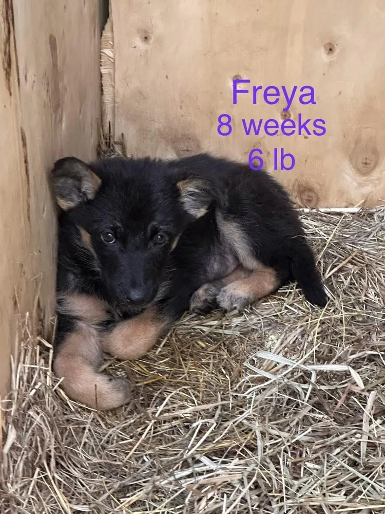 Freya thumbnail 4