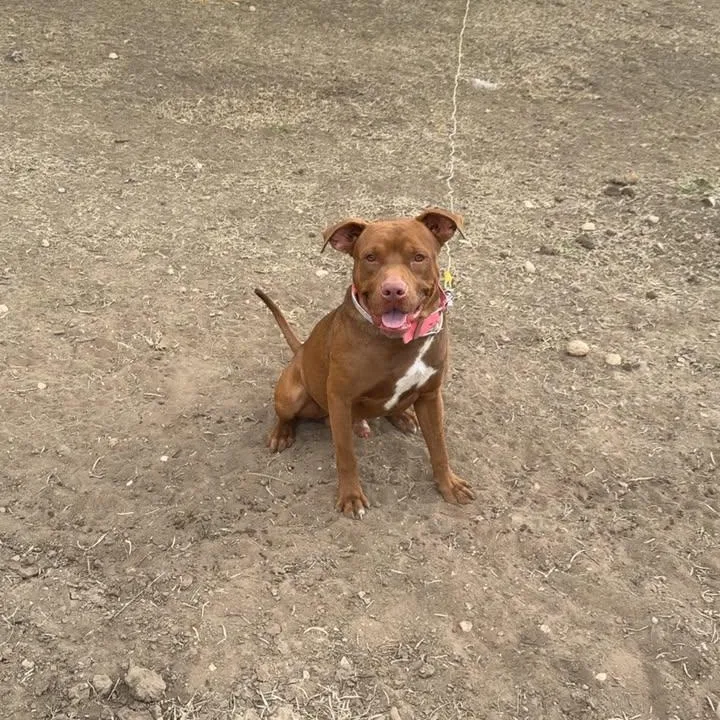 An adult large-sized male Brown / Chocolate Pit Bull Terrier dog named Kilo for adoption in Creston, IA