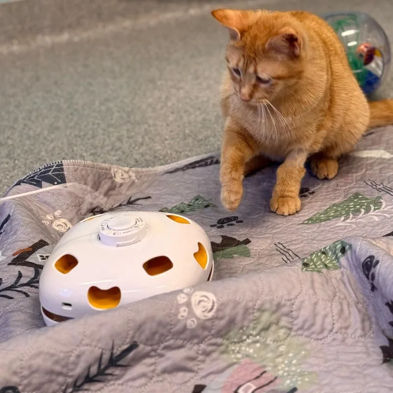 An adult medium-sized female Orange / Red Domestic Short Hair cat named Emree for adoption in Wheeling, IL