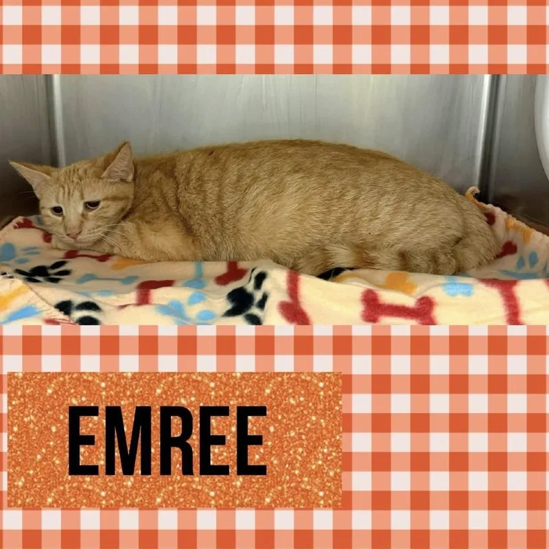 Emree thumbnail 5