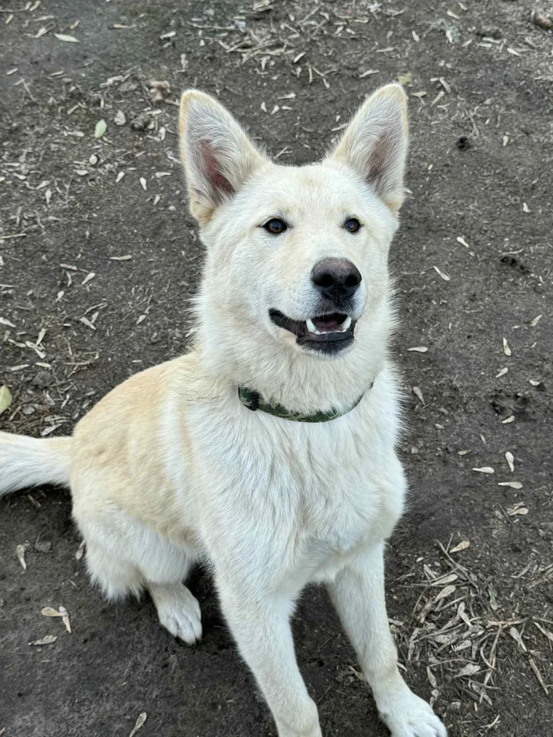 Fonzie