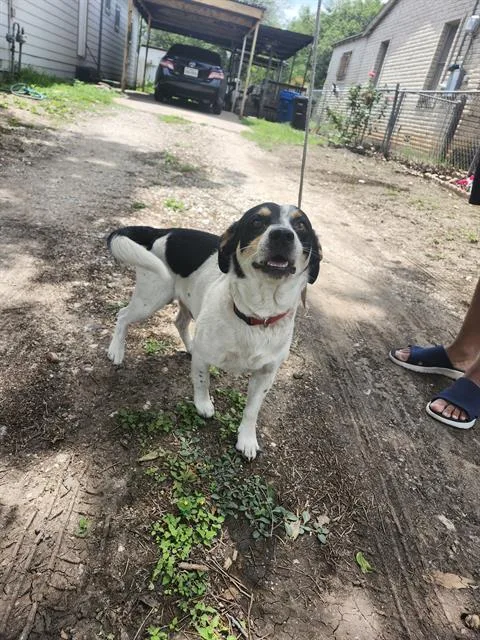 An adult small-sized male Terrier dog named Churro for adoption in San Antonio, TX