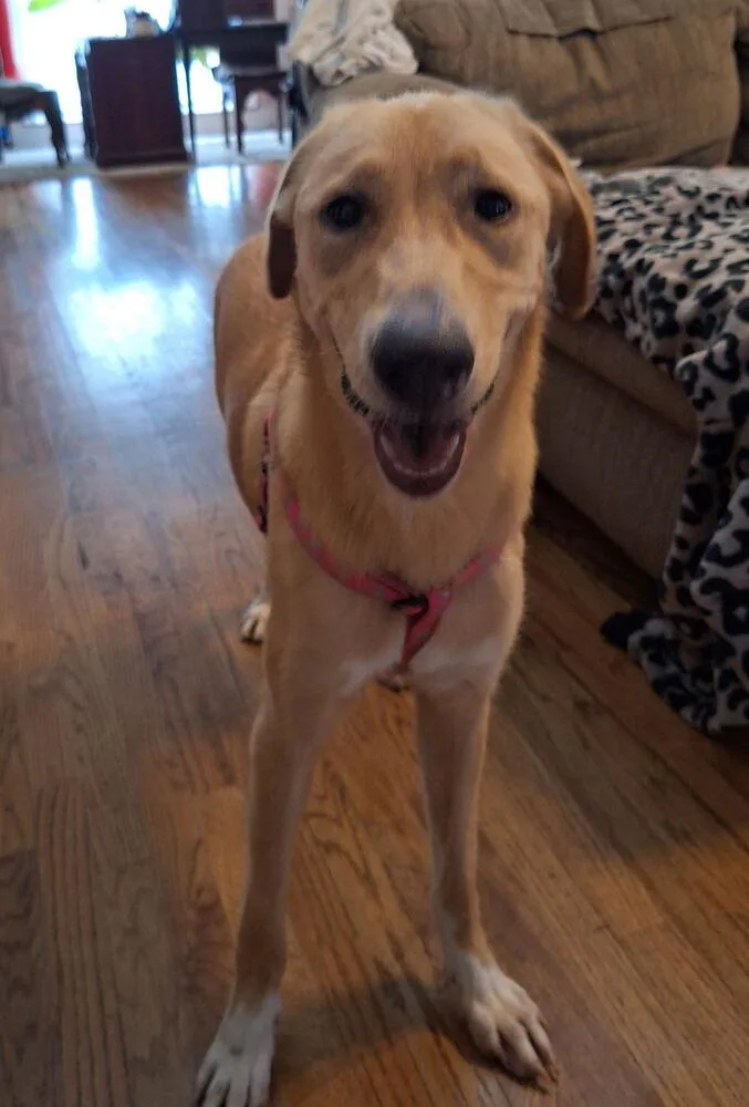 A young large-sized female Yellow / Tan / Blond / Fawn Golden Retriever dog named Crawforrd  Sassafras for adoption in Broomfield, CO