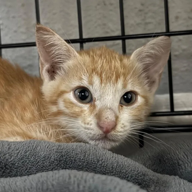 A baby small-sized female Orange / Red Domestic Short Hair cat named Honey for adoption in Houston, TX