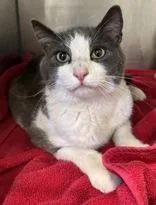 An adult large-sized male Gray & White Domestic Short Hair cat named Elmer for adoption in Redmond, OR
