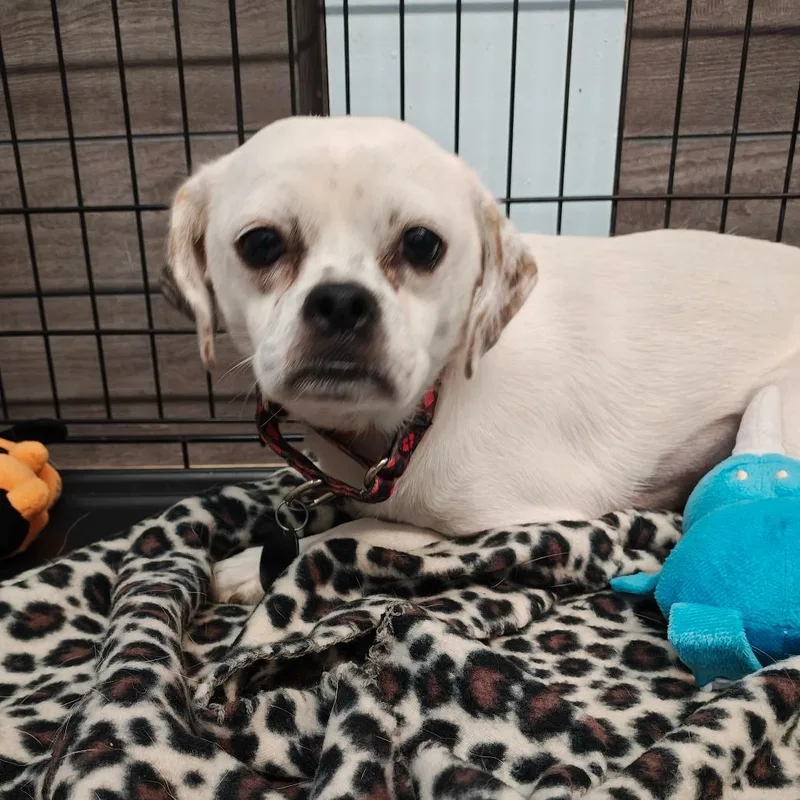 A young medium-sized female Chihuahua dog named Libby for adoption in Madison, WI