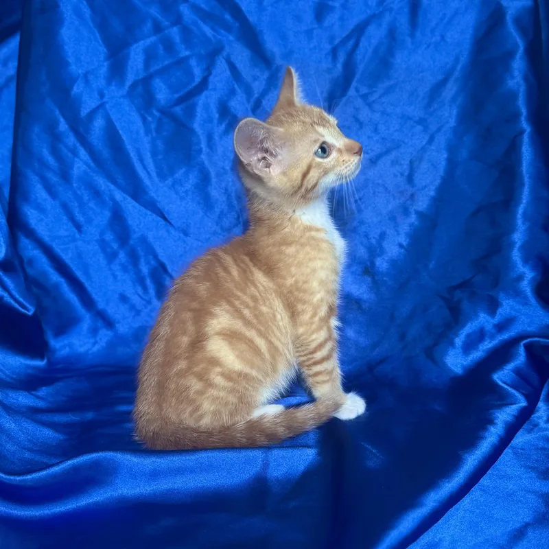 A young medium-sized male Domestic Short Hair cat named Donald for adoption in Rowland Heights, CA