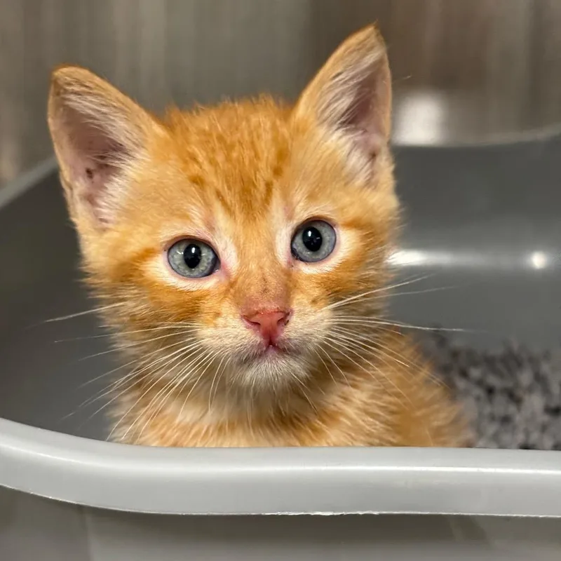 A baby small-sized male Orange / Red Domestic Short Hair cat named Sun for adoption in League City, TX