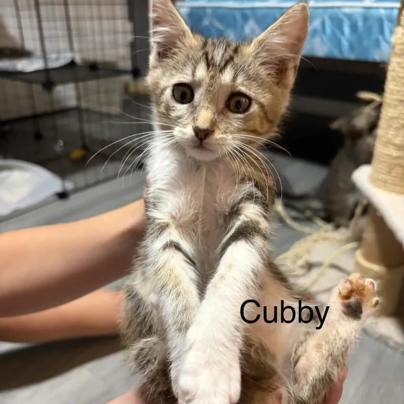 Cubby