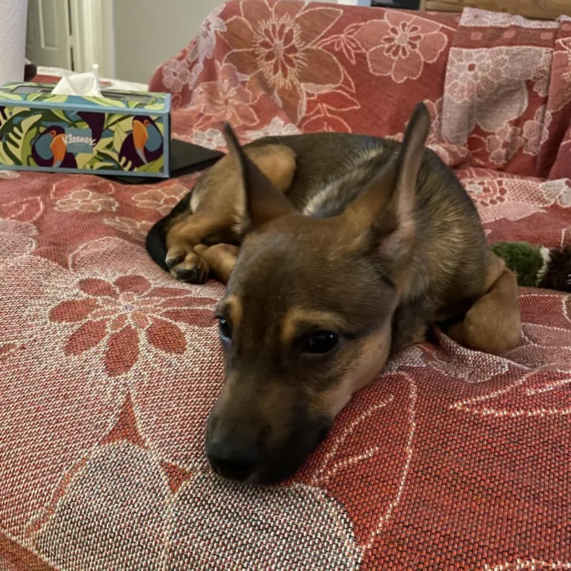 A baby medium-sized male Brown / Chocolate Shepherd dog named Mario for adoption in Tulsa, OK