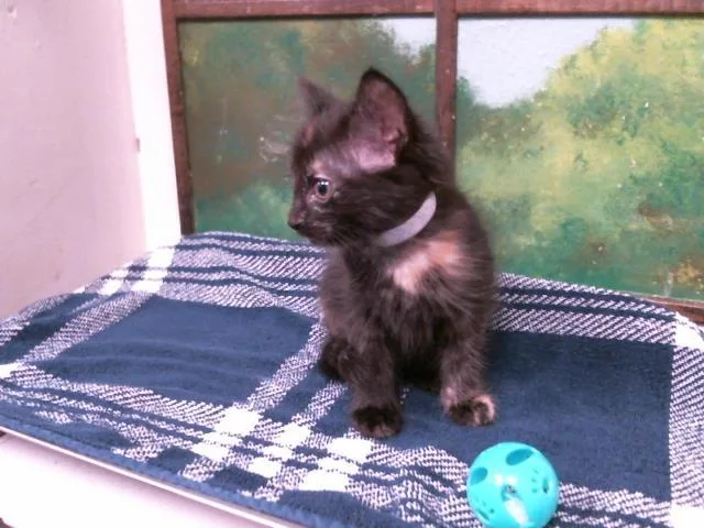 A baby small-sized female Domestic Short Hair cat named Mona for adoption in Houston, TX