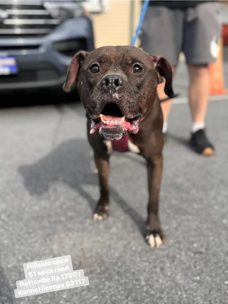 An adult large-sized female Black Cane Corso dog named Mindy for adoption in Pottsville, PA
