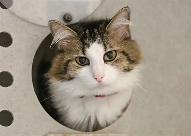 Kiki