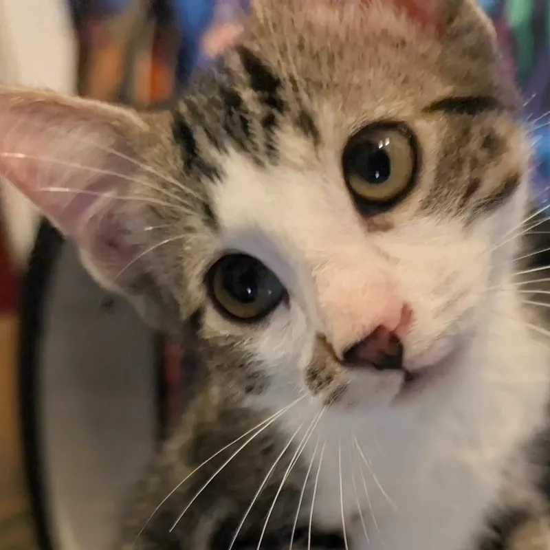 A baby medium-sized male Tabby (Gray / Blue / Silver) Domestic Short Hair cat named Mojave for adoption in San Diego, CA