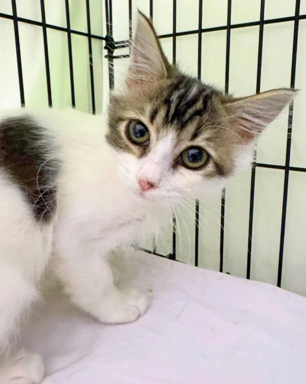 A baby small-sized female Domestic Medium Hair cat named Miss Pickles for adoption in Novato, CA