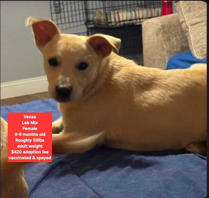 A young medium-sized female Labrador Retriever dog named Venza for adoption in Oviedo, FL