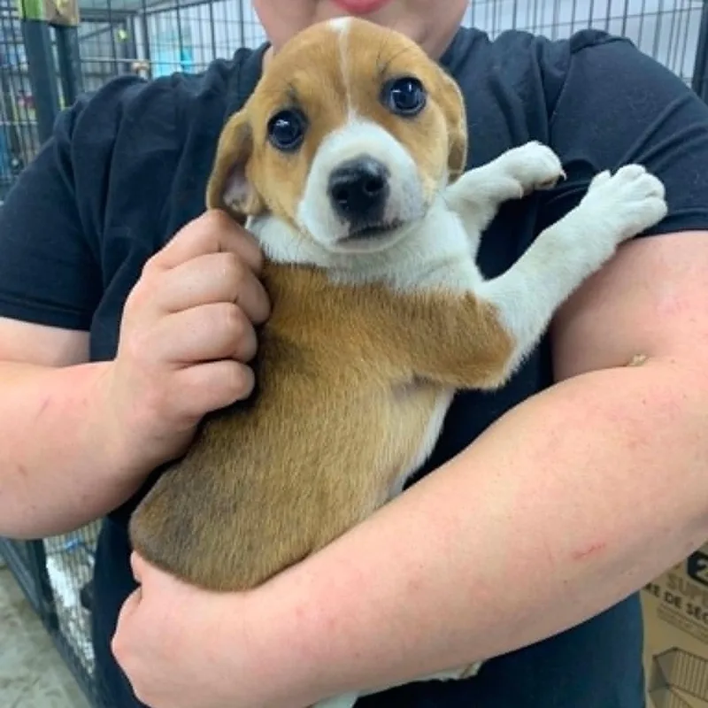 A baby medium-sized female Hound dog named Polly for adoption in Danbury, CT