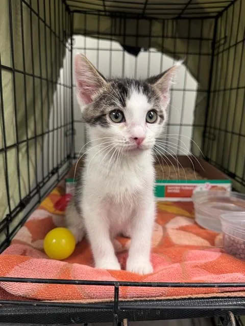 A baby small-sized male Domestic Short Hair cat named Oreo for adoption in Ontario, CA