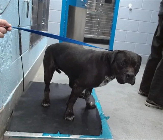 An adult medium-sized female Pit Bull Terrier dog named Mini Mouse for adoption in Albuquerque, NM