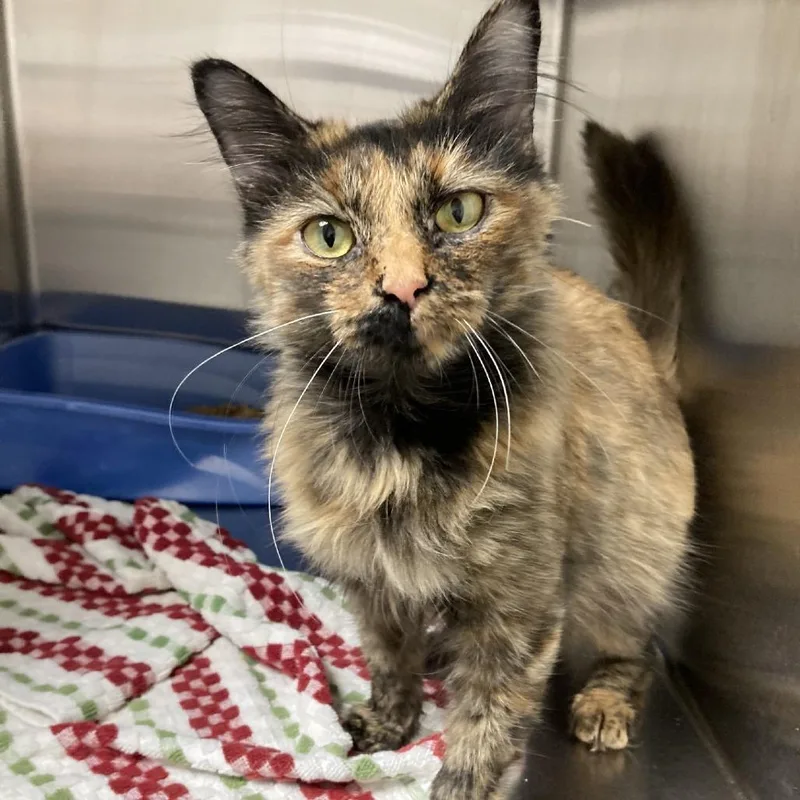 An adult medium-sized female Tortoiseshell Domestic Short Hair cat named Nyla for adoption in Blue Ridge, GA