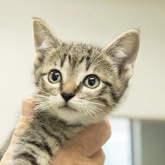 A baby medium-sized male Tabby (Gray / Blue / Silver) Domestic Short Hair cat named Teddy for adoption in Slidell, LA