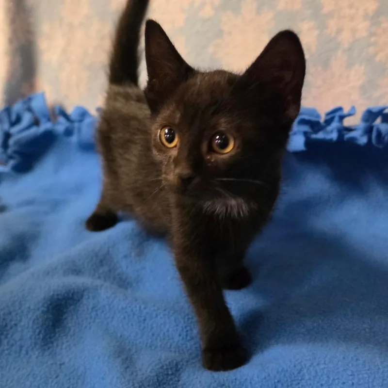A baby medium-sized male Black Domestic Short Hair cat named Gideon for adoption in Graham, WA