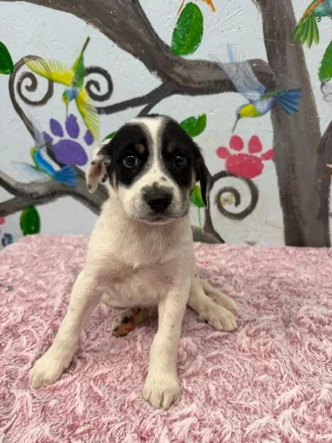 A baby medium-sized male Hound dog named Oliver for adoption in Brookhaven, MS