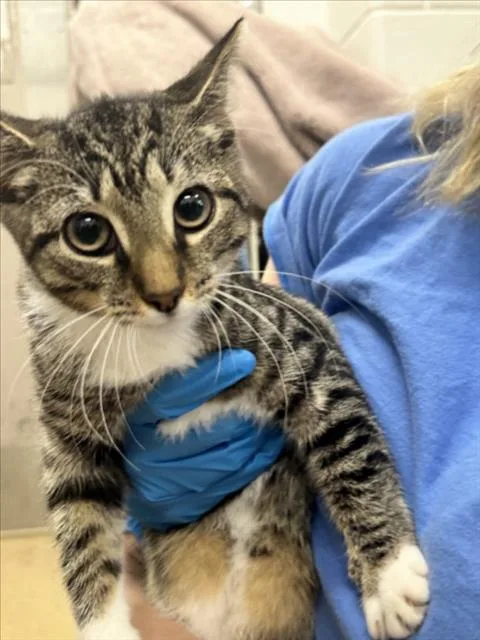 A baby small-sized female Domestic Short Hair cat named Broccoli for adoption in Derwood, MD